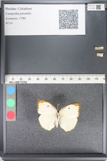 Media type: image;   Entomology 116885